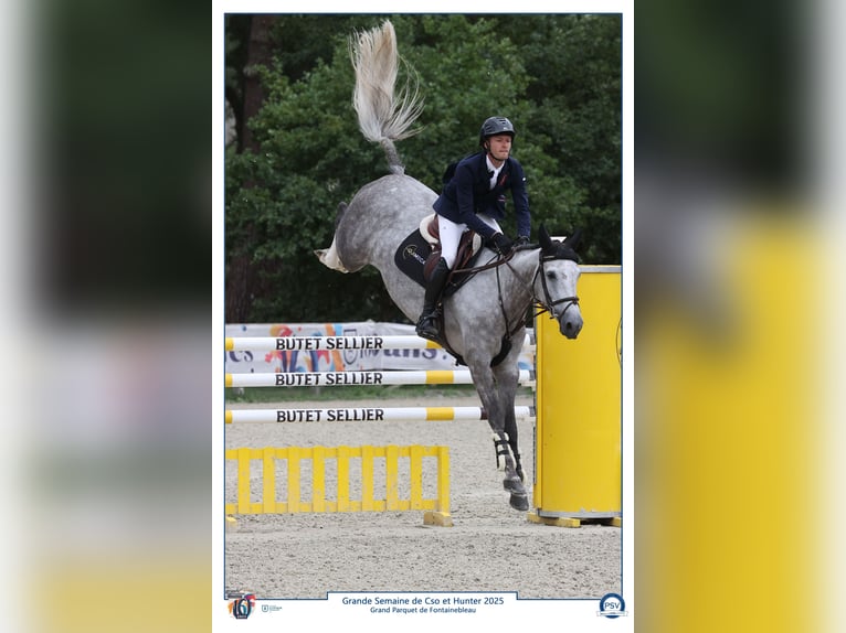 Selle français Klacz 7 lat 164 cm Siwa in Pleurtuit