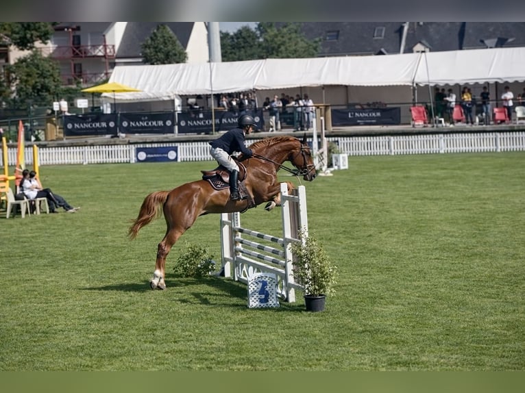 Selle français Klacz 7 lat 165 cm Ciemnokasztanowata in La Baule-Escoublac