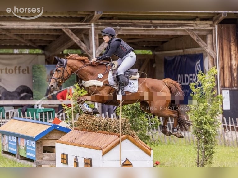 Selle français Klacz 7 lat 165 cm Kasztanowata in Oststeinbek