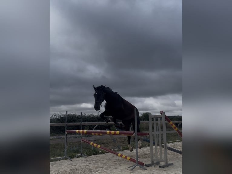 Selle français Klacz 7 lat 175 cm Ciemnogniada in Valady