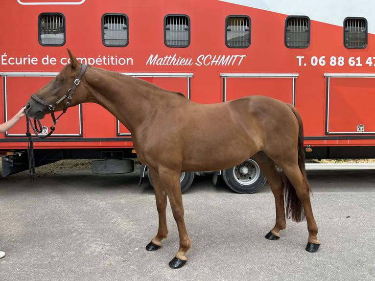 Selle français Klacz 8 lat 160 cm Kasztanowata in Pontoy