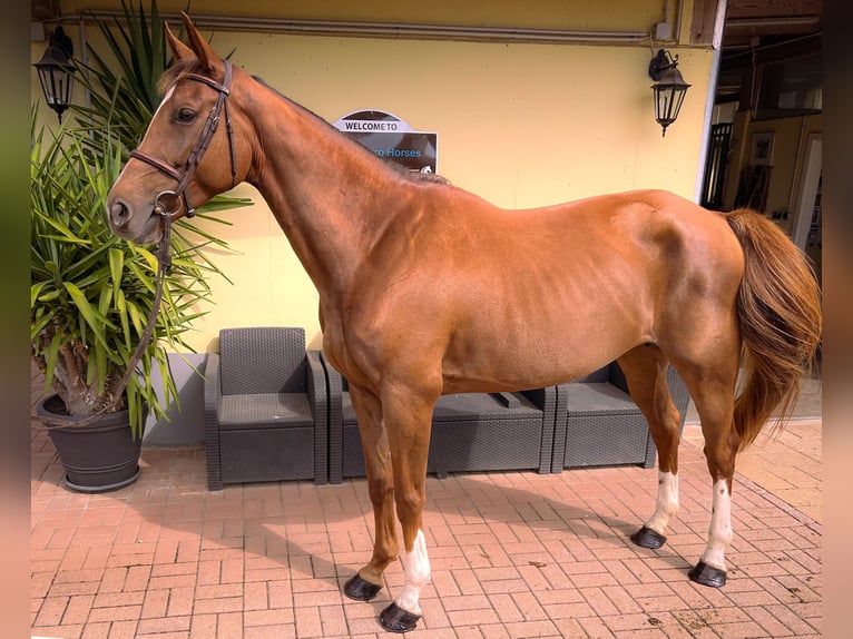 Selle français Klacz 8 lat 165 cm Ciemnokasztanowata in Völkermarkt
