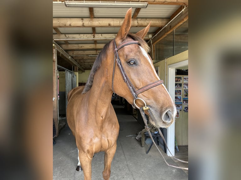 Selle français Klacz 8 lat 165 cm Ciemnokasztanowata in Völkermarkt
