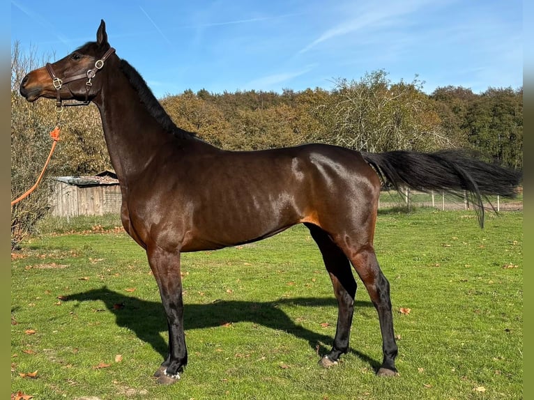 Selle français Klacz 8 lat 167 cm Ciemnogniada in Préchac