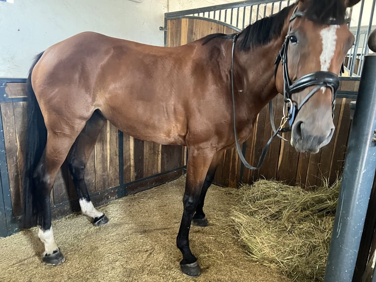 Selle français Klacz 8 lat 168 cm Gniada in Saint-Vérain