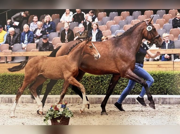 Selle français Klacz 8 lat 168 cm Gniada in Neuh&#xFC;tten