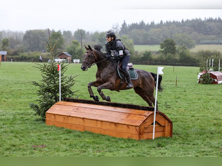 Selle français Klacz 8 lat 172 cm Gniada in Fontaines-sur-Sa&#xF4;ne