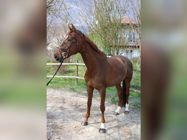 Selle français Klacz 8 lat 173 cm Ciemnokasztanowata in Gex