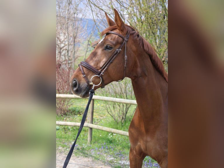 Selle français Klacz 8 lat 173 cm Ciemnokasztanowata in Gex