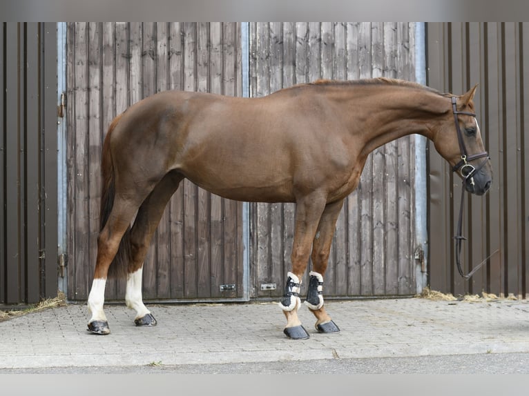 Selle français Klacz 8 lat 175 cm Ciemnokasztanowata in Geilenkirchen