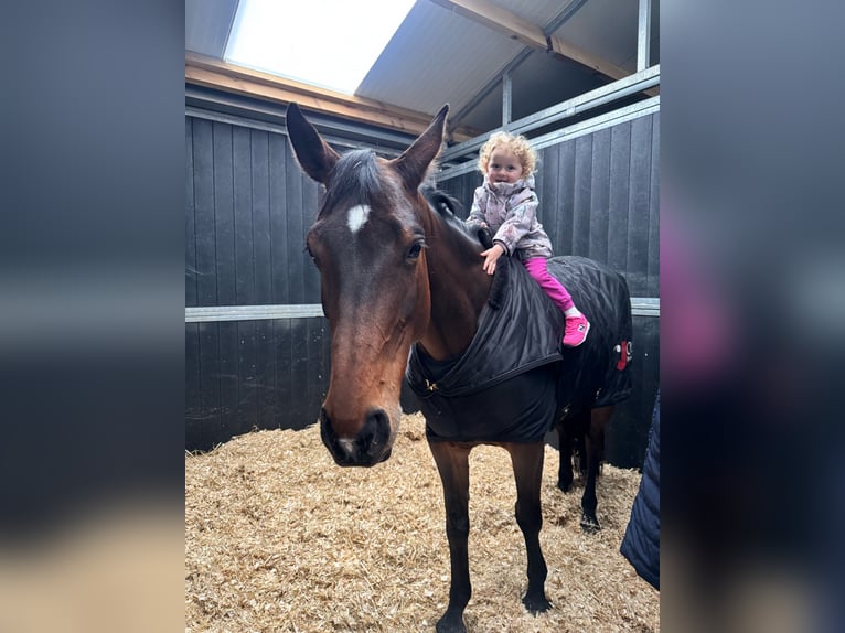 Selle français Klacz 8 lat Gniada in Aeugst am Albis