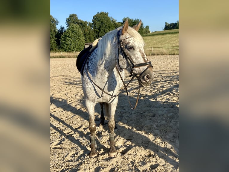 Selle français Klacz 9 lat 155 cm Tarantowata in Leingarten