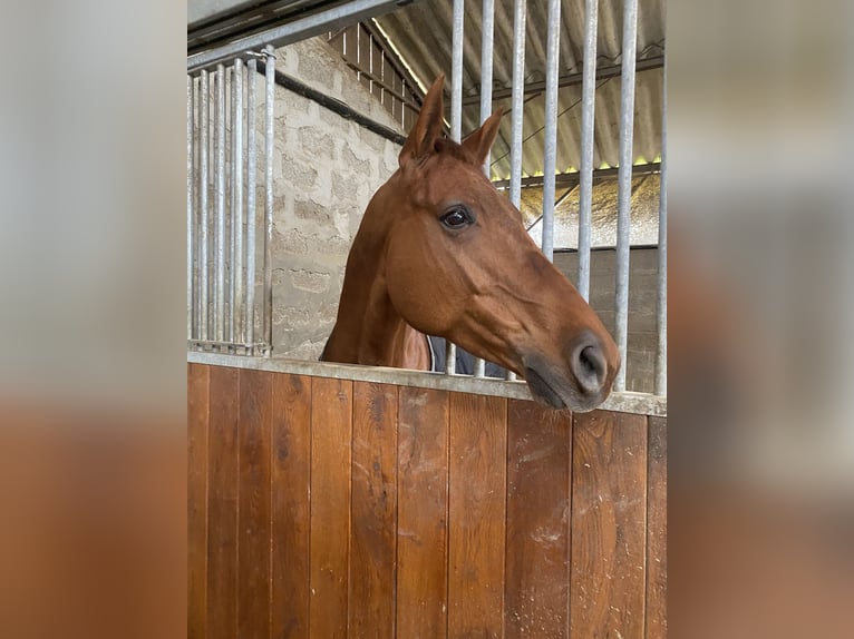 Selle français Klacz 9 lat 156 cm Kasztanowata in Sandrans