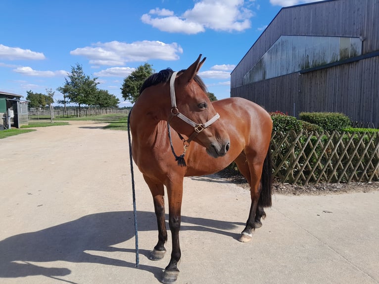 Selle français Klacz 9 lat 163 cm Gniada in Les Landes-Genusson