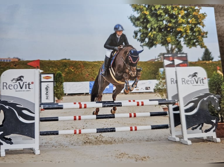 Selle français Klacz 9 lat 164 cm Ciemnokasztanowata in Riggisberg