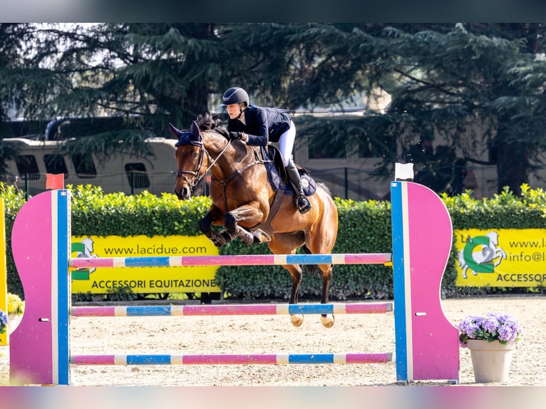 Selle français Klacz 9 lat 168 cm Gniada in Gorla Minore