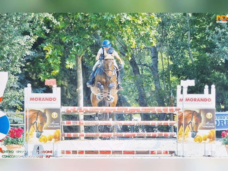 Selle français Klacz 9 lat Gniada in Alessandria