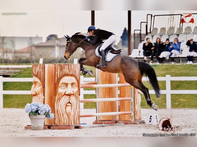 Selle français Klacz 9 lat Gniada in Alessandria