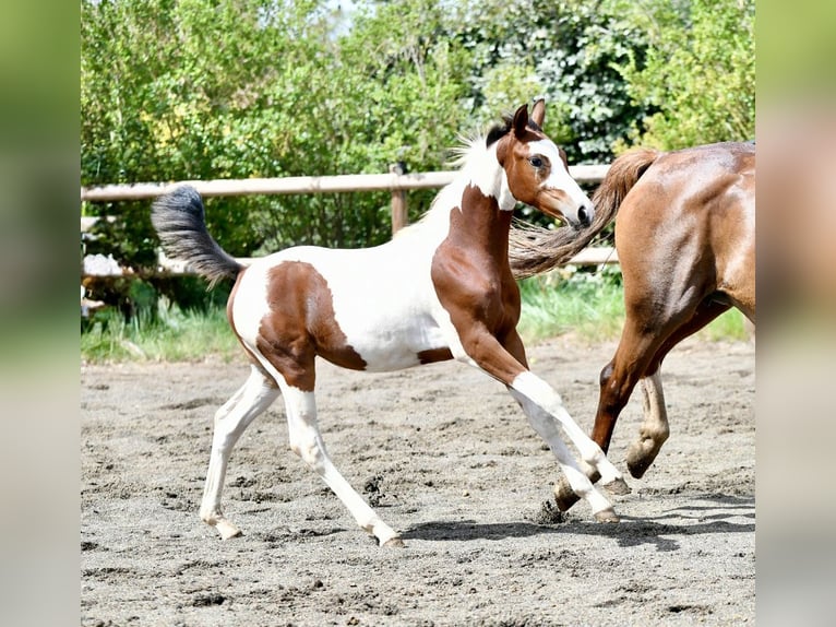 Selle français Klacz Źrebak (05/2026) 165 cm Tobiano wszelkich maści in Tourves