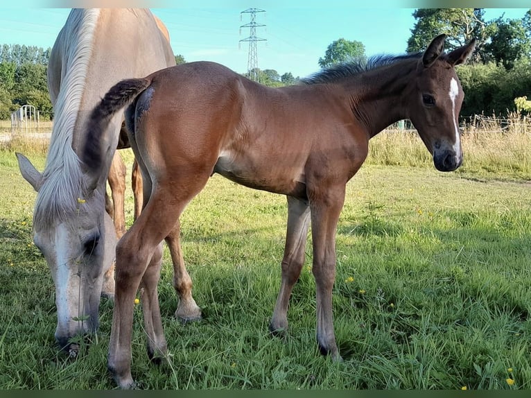 Selle français Klacz Źrebak (05/2024) 168 cm Gniada in Varenne Jarcy