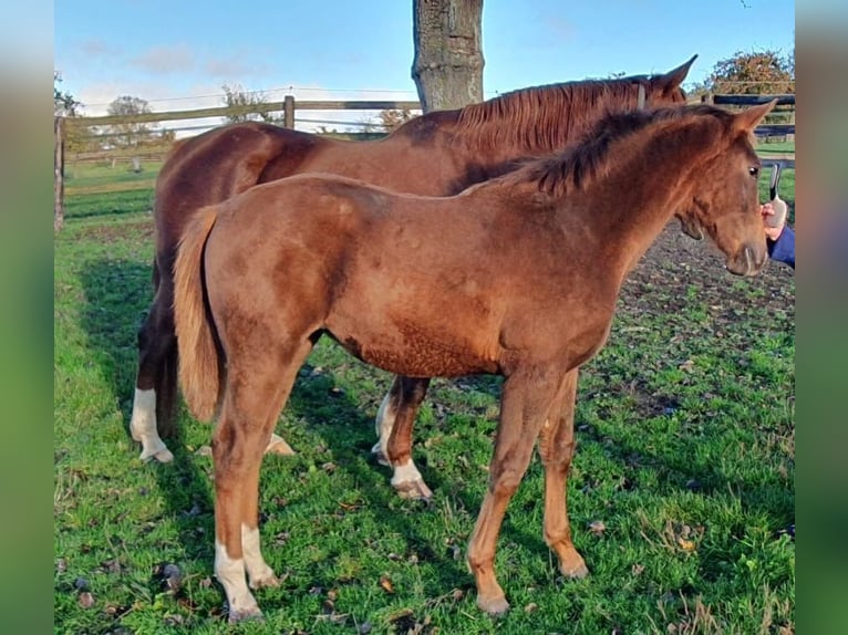 Selle français Klacz Źrebak (06/2025) 168 cm Kasztanowata in Calvados