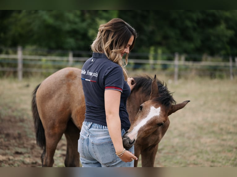 Selle français Klacz Źrebak (04/2026) 168 cm Siwa in LA VERPILLIERE