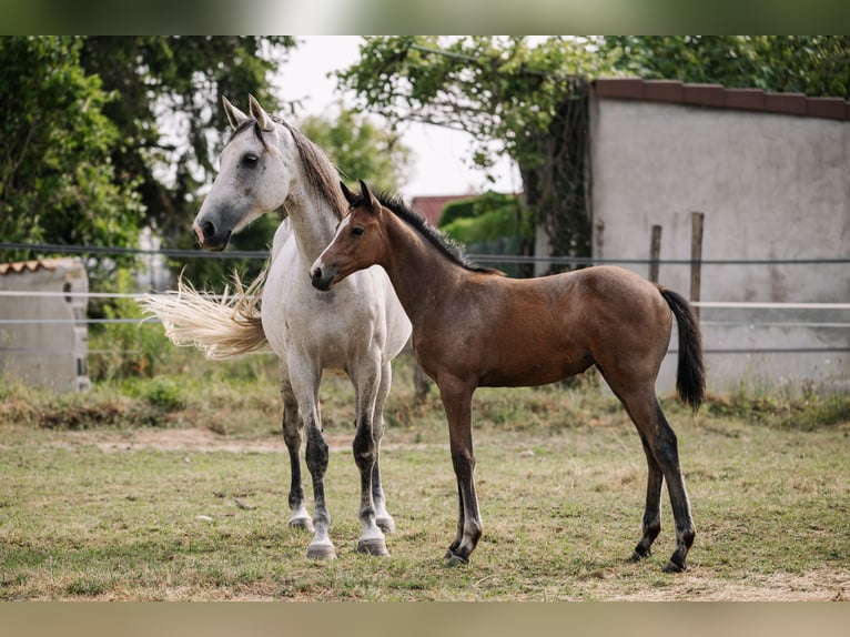 Selle français Klacz Źrebak (04/2026) 168 cm Siwa in LA VERPILLIERE