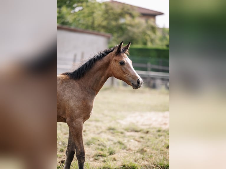 Selle français Klacz Źrebak (04/2026) 168 cm Siwa in LA VERPILLIERE