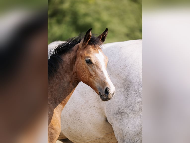 Selle français Klacz Źrebak (04/2026) 168 cm Siwa in LA VERPILLIERE
