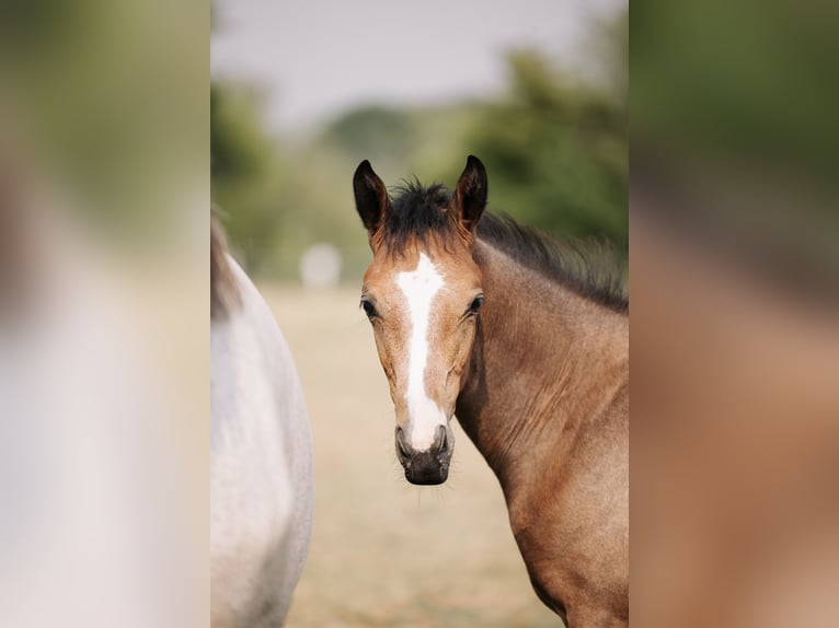 Selle français Klacz Źrebak (04/2026) 168 cm Siwa in LA VERPILLIERE