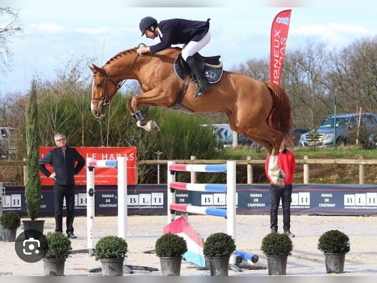 Selle français Klacz Źrebak (03/2026) 170 cm Kasztanowata in Sornay