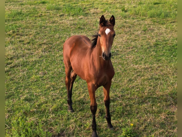 Selle français Klacz Źrebak (04/2024) Gniada in Languidic