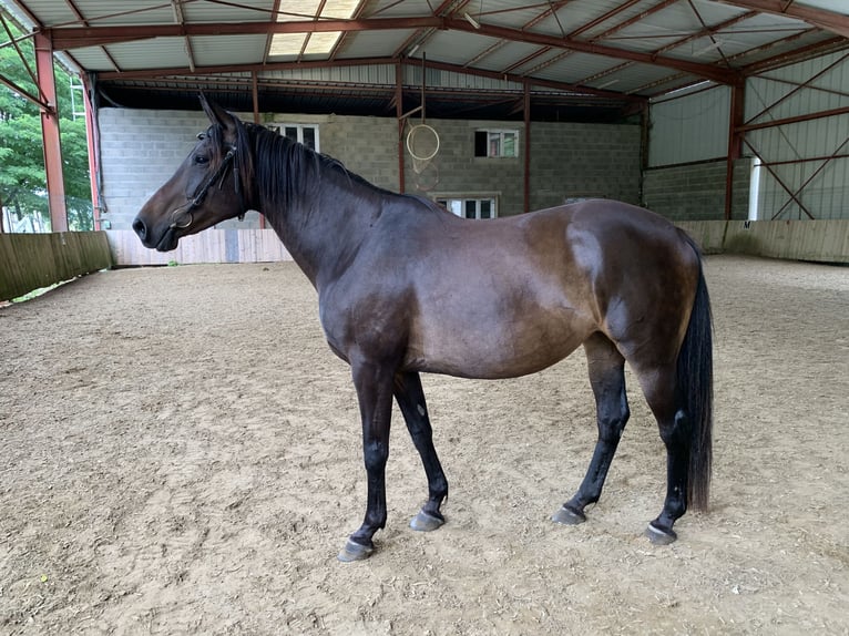 Selle Français Mare 10 years 15,1 hh Bay-Dark in Saumur