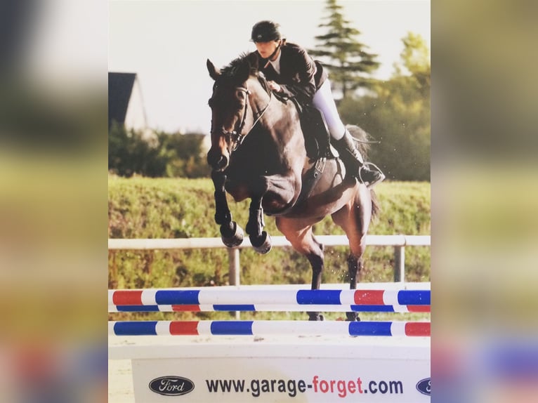 Selle Français Mare 10 years 15,1 hh Bay-Dark in Saumur