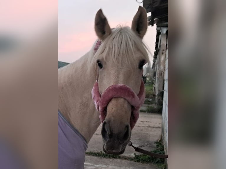 Selle Français Mare 10 years 15,3 hh Palomino in Zörbig