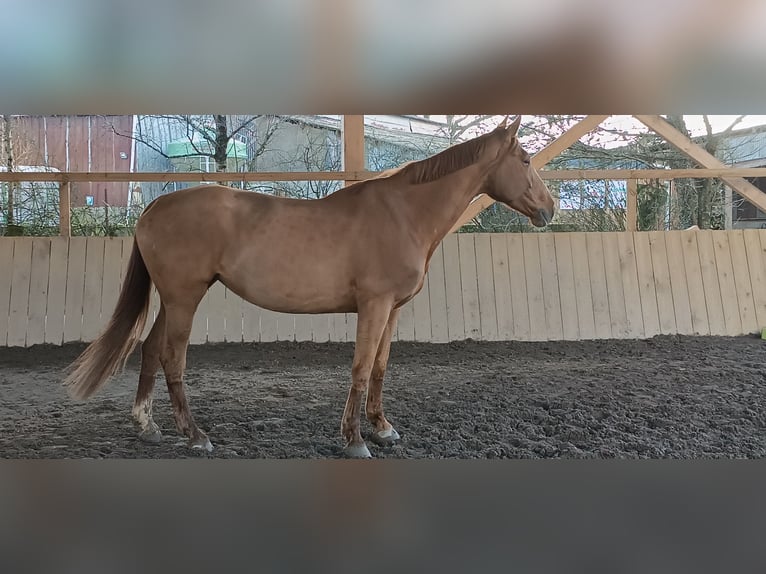 Selle Français Mare 10 years 16.1 hh Chestnut-Red in Venansault