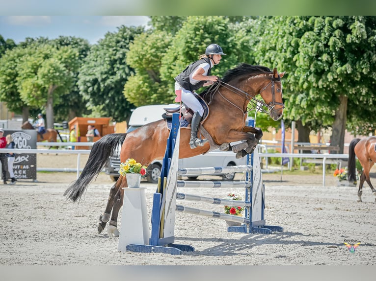 Selle Français Mix Mare 10 years 16,2 hh Brown in Coutevroult