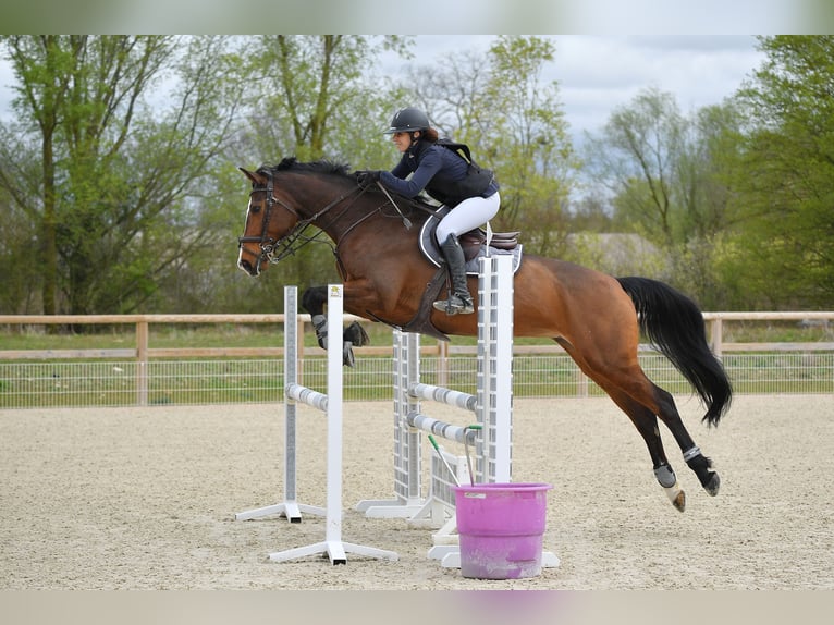 Selle Français Mix Mare 10 years 16,2 hh Brown in Coutevroult