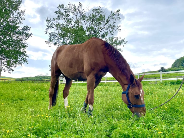 Selle Français Mare 10 years 16,2 hh Chestnut-Red in ArryCorny sur Moselle