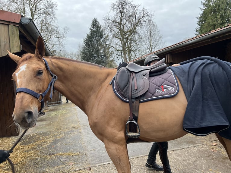 Selle Français Mare 10 years 16,2 hh Chestnut-Red in ArryCorny sur Moselle