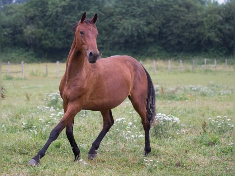 Selle Français Mare 10 years 16 hh Brown in La Guierche