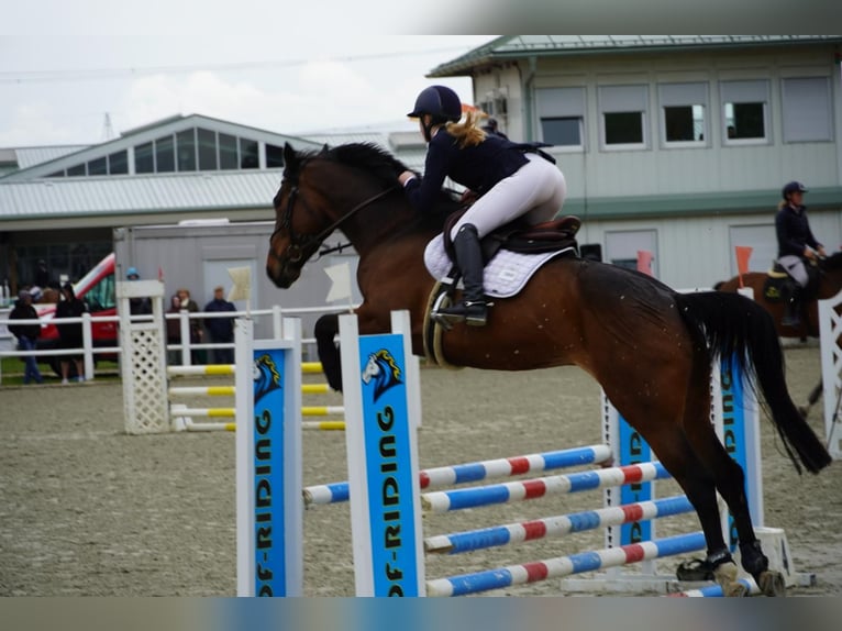 Selle Français Mare 10 years 16 hh Brown in Ebreichsdorf
