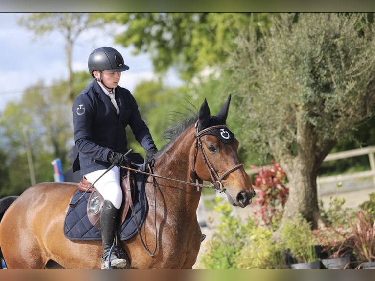 Selle Français Mare 10 years 16 hh Brown in GOSNE