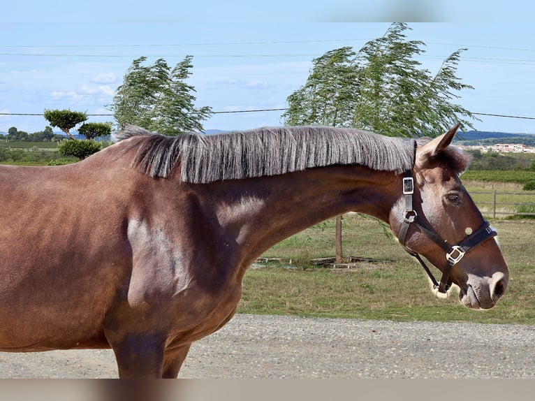 Selle Français Mare 10 years 16 hh Brown in GROTE-BROGEL