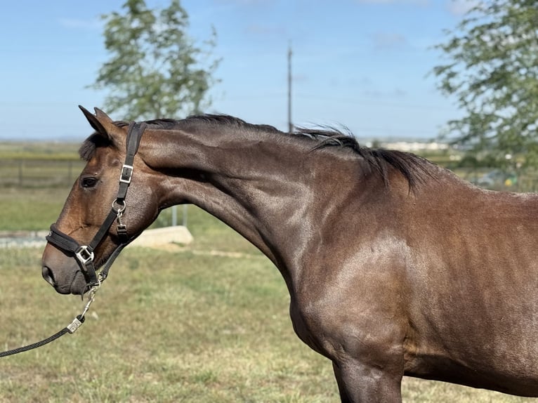 Selle Français Mare 10 years 16 hh Brown in GROTE-BROGEL