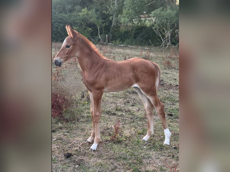 Selle Français Mare 10 years 16 hh Chestnut-Red in Essarts en Bocage