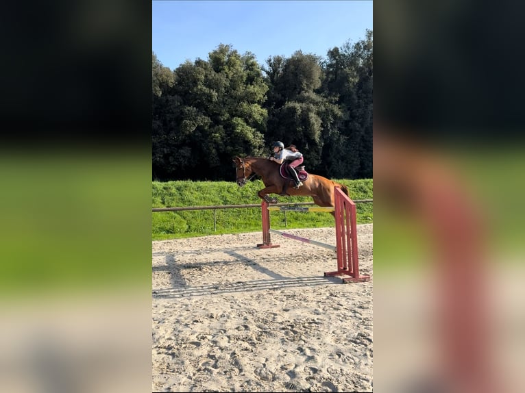 Selle Français Mare 10 years 16 hh Chestnut-Red in Villeneuve-Loubet