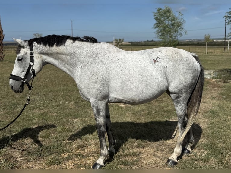 Selle Français Mare 10 years 16 hh Grey in GROTE-BROGEL