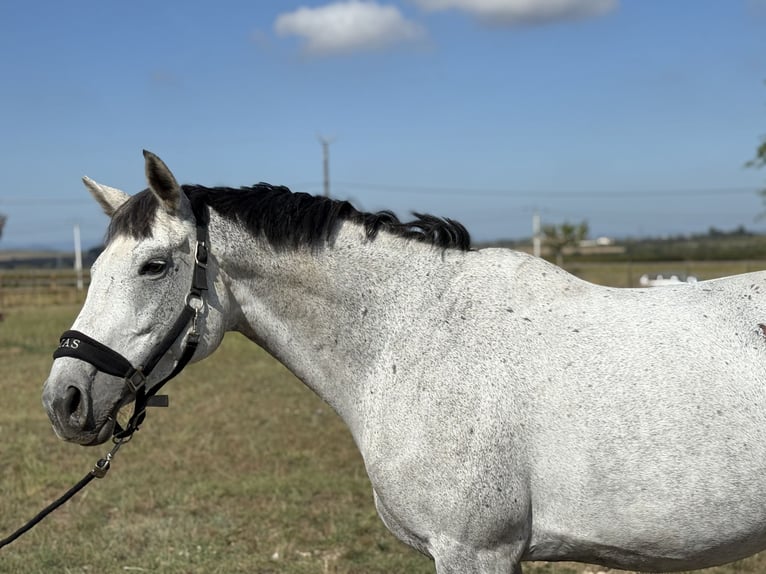 Selle Français Mare 10 years 16 hh Grey in GROTE-BROGEL