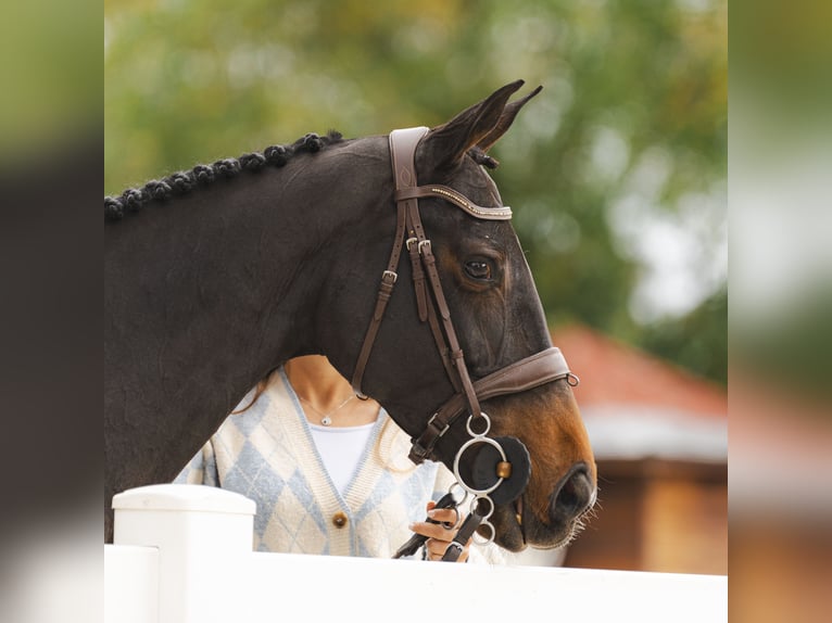 Selle Français Mare 10 years 16,1 hh Bay-Dark in Cargadero Viejo